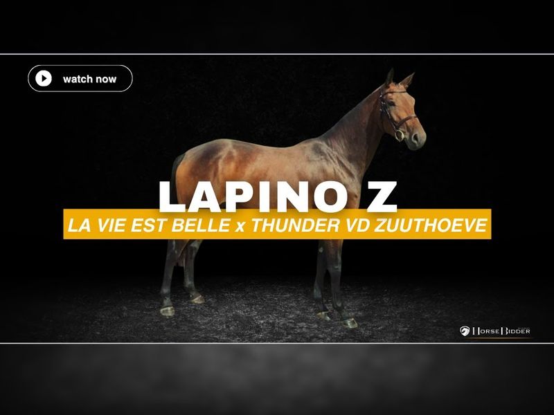 Lapino Z