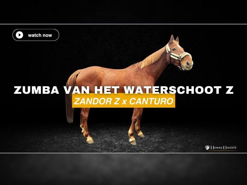 Zumba Van Het Waterschoot Z