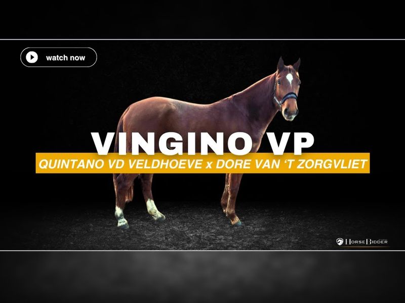 Vingino VP