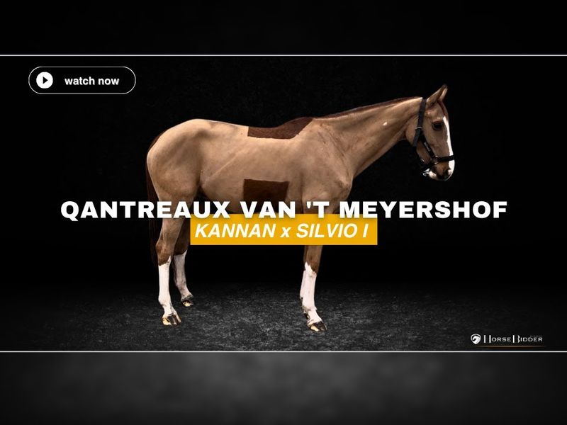 Qantreaux Van 'T Meyershof