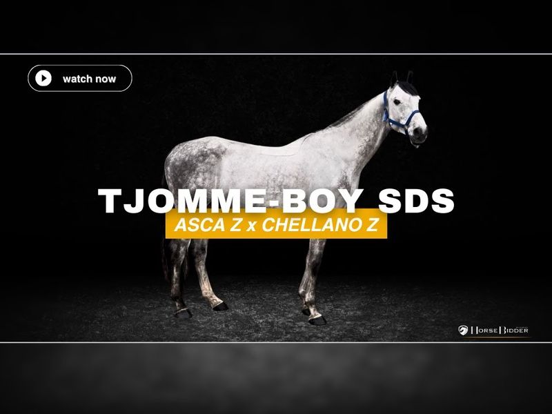 Tjomme-Boy SDS