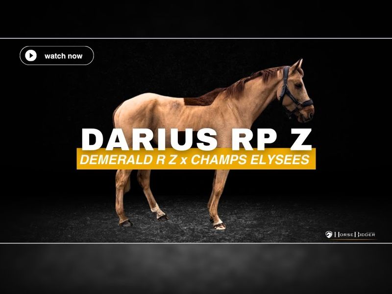 Darius RP Z