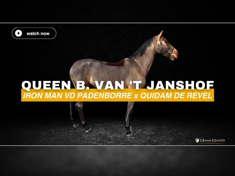 Queen B. van 't janshof