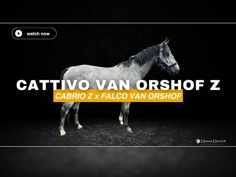 Cattivo Van Orshof Z