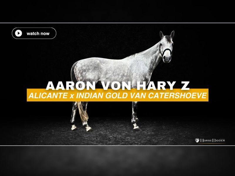 Aaron von Hary Z