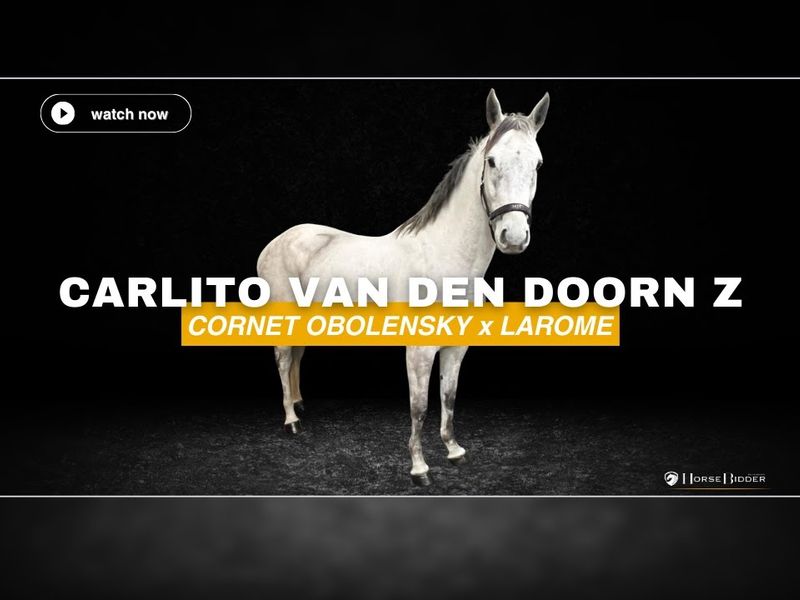 Carlito Van Den Doorn Z