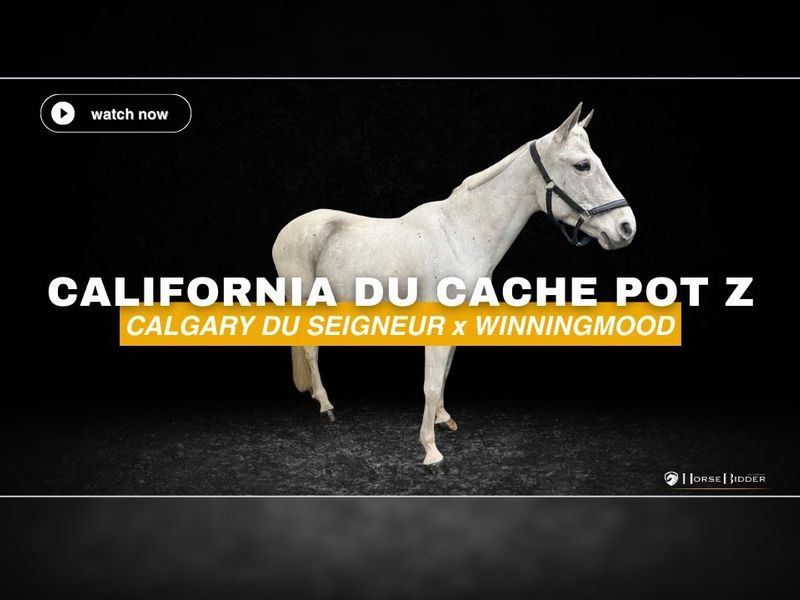 California du Cache Pot Z