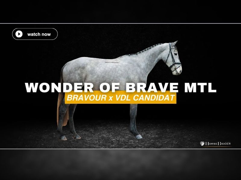 Wonder Of Brave Mtl