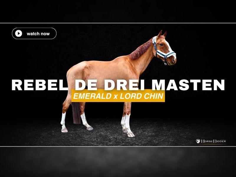 Rebel de Drei Masten