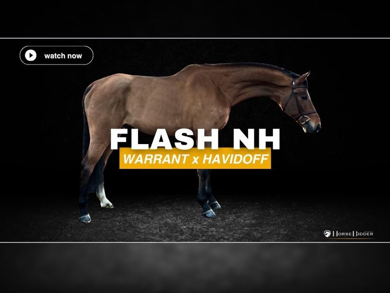 Flash NH