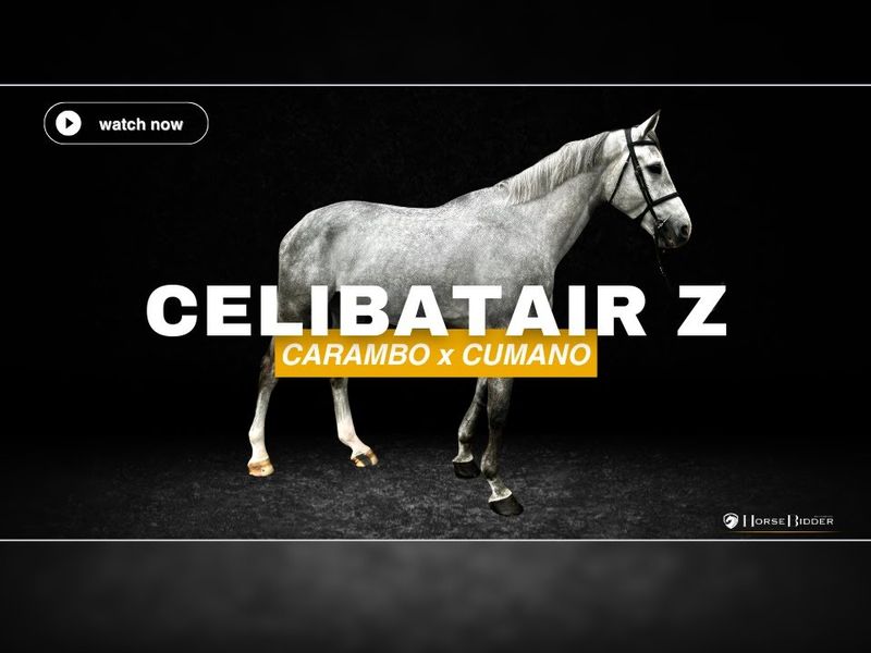 Celibatair Z